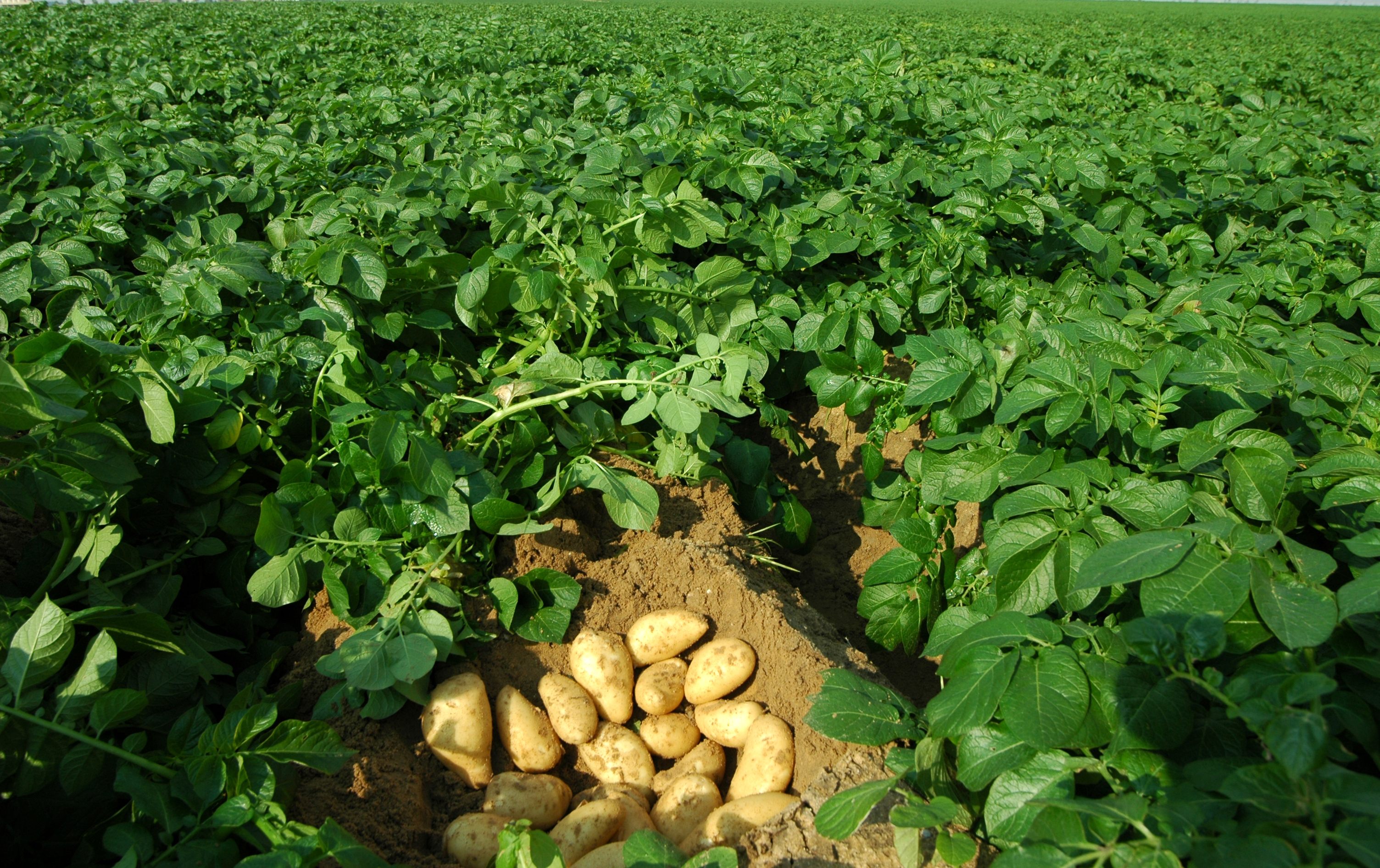 Возделывание картофеля фермерами